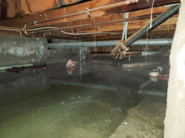 Best Sewage cleanup and water damage restoration  in Waynesboro, TN