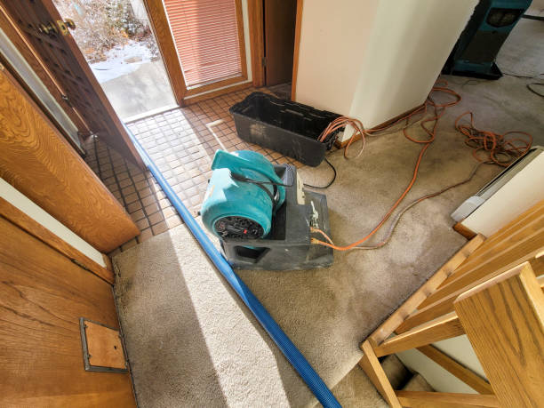 Best Mold removal after water damage  in Waynesboro, TN